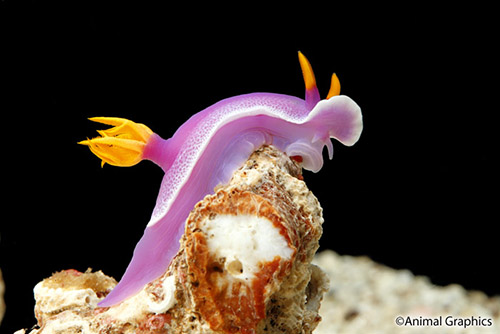 picture of Purple Nudibranch Med                                                                                Hypselodoris bullockii