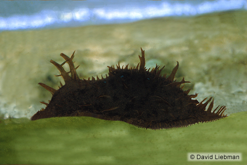 picture of Black Hairy Sea Hare Lrg                                                                             Hexabranchus marginatus