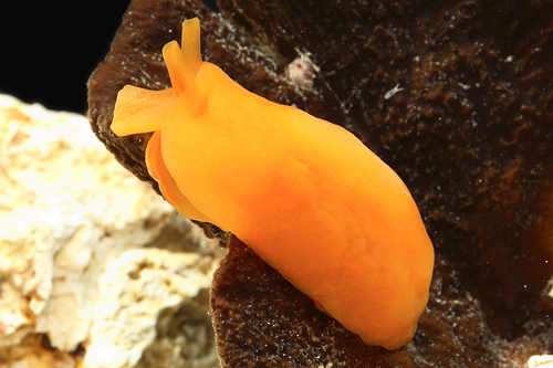 picture of Peach/Red Nudibranch Sml                                                                             Nudibranch sp