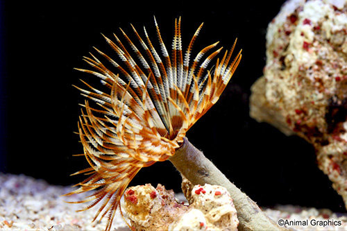 picture of Feather Duster Philippines Med                                                                       Seballastarte indica