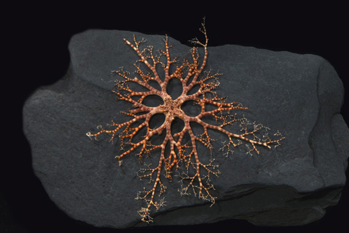 picture of Basket Starfish Sml                                                                                  Gorgonocephalus eucnemis