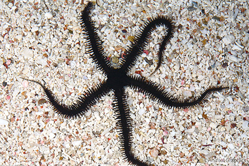picture of Black Brittle Starfish Sml                                                                           Ophiocomina nigra
