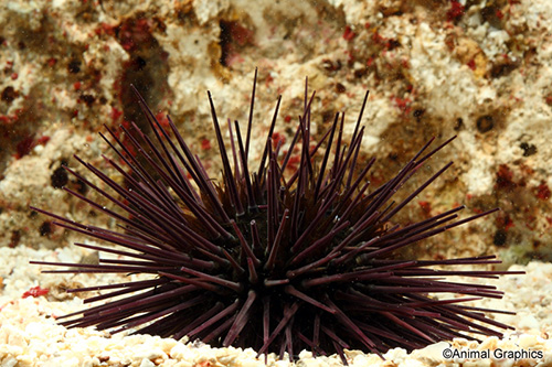 picture of Purple Spine Urchin Lrg                                                                              Arbaica punctulata