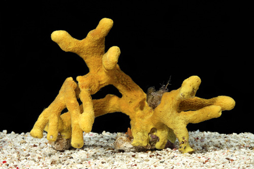 picture of Yellow Rope Sponge Med                                                                               Aplysina fulva