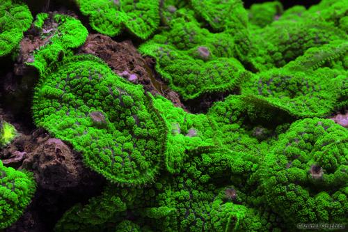 picture of Metallic Green Mushroom Rock Med                                                                     Discosoma neglecta