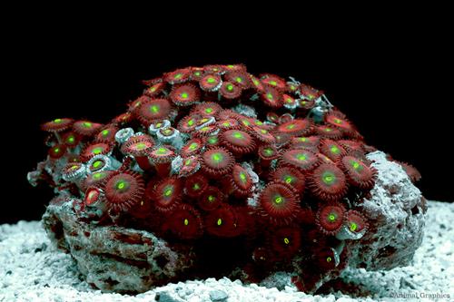 picture of Green Button Polyps Sml                                                                              Protopalythoa sp.