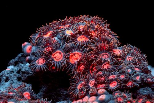 picture of Pink Sand Polyps Med                                                                                 Zoanthus sp.