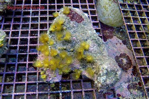 picture of Yellow Polyps Med                                                                                    Parazoanthus gracillis