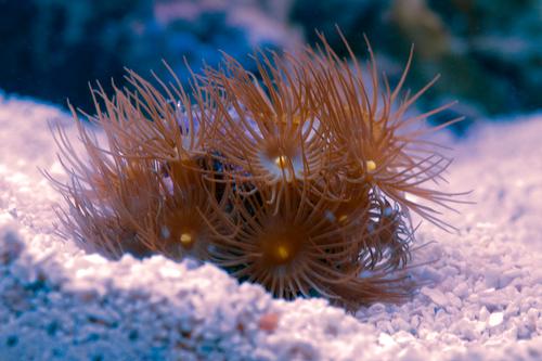 picture of Yellow Polyps Aquacultured Frag                                                                      Parazoanthus sp.