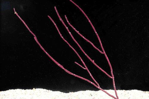 picture of Assorted Sea Whip Med                                                                                Acamptogorgia sp.