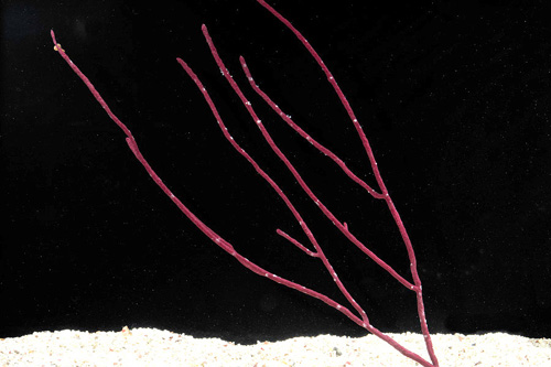 picture of Assorted Sea Whip Lrg                                                                                Acamptogorgia sp.