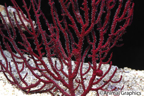 picture of Assorted Tree Sea Fan Sml                                                                            Subergorgia, Echinogorgia spp.