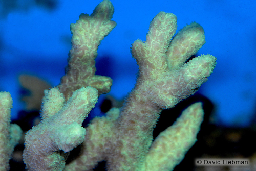 picture of Hydnophora Coral Lrg                                                                                 Hydnophora sp.