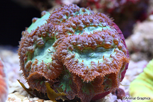 picture of Blastomussa Coral Sml                                                                                Blastomussa sp.