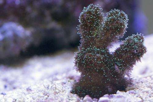 picture of Green Pocillopora Coral Aquacultured Frag                                                            Pocillopora damicornis