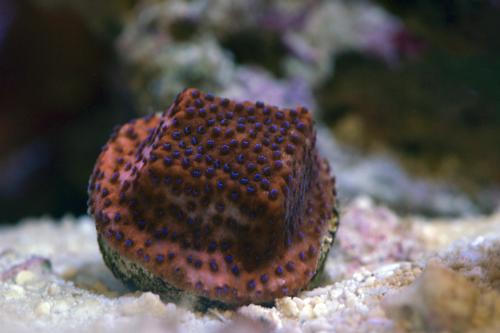 picture of Mystic Sunset Montipora Aquacultured Frag                                                            Montipora sp.