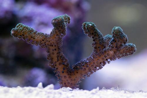 picture of Green Bird's Nest Coral Aquacultured Frag                                                            Seriatopora hystrix