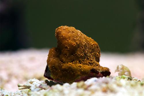 picture of Sunburst Pavona Coral Aquacultured Frag                                                              Pavona maldivensis
