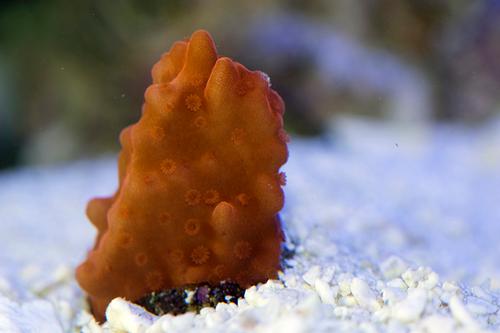 picture of Montipora Setosa Coral Aquacultured Frag                                                             Montipora setosa