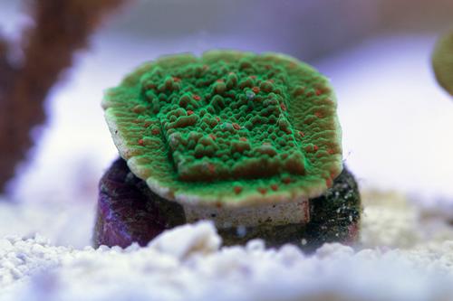 picture of Seasons Greetings Montipora Coral Aquacultured Frag                                                  Montipora sp.