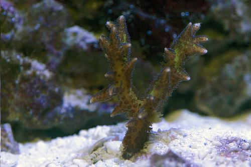 picture of Bird of Paradise Coral Aquacultured Frag                                                             Seriatopora sp.