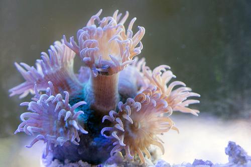 picture of Pagoda Coral Aquacultured Frag                                                                       Turbinaria peltata