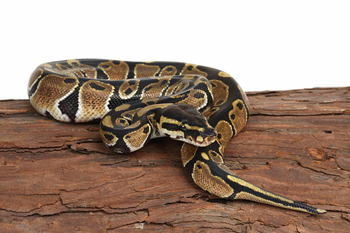 picture of Ball Python Bby                                                                                      Python regius