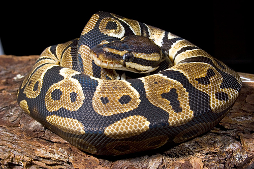 picture of Ball Python M/S (2022 batch / Established)                                                           Python regius