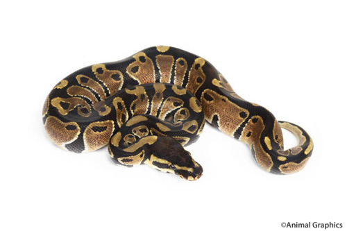 picture of Ball Python M/L                                                                                      Python regius