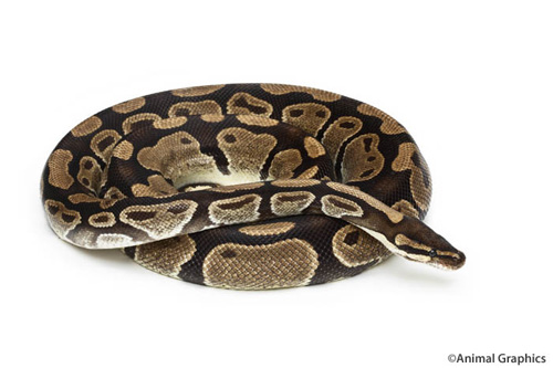 picture of Ball Python Lrg                                                                                      Python regius