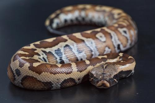 picture of Red Blood Python Sml                                                                                 Python curtus brongersmai