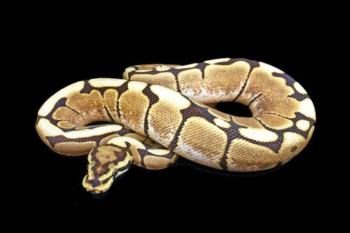 picture of Spider Ball Python Sml                                                                               Python regius 'Albino'