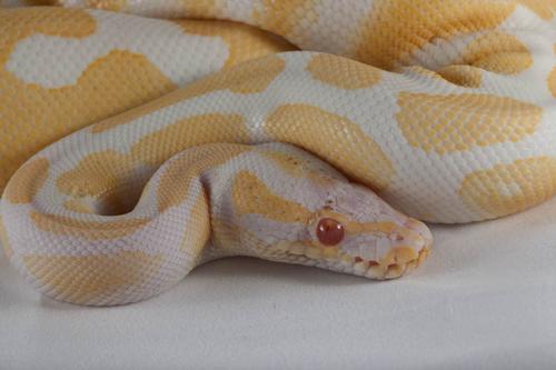 picture of Albino Ball Python Sml                                                                               Python regius 'Albino'