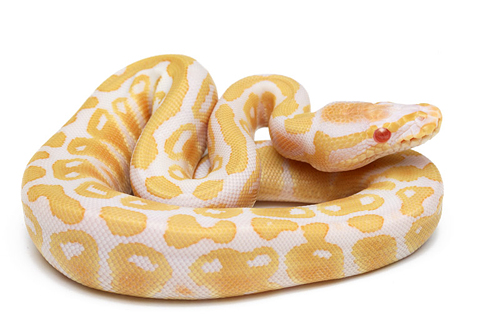 picture of Albino Ball Python Female Sml                                                                        Python regius 'Albino'