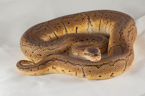 picture of Bumblee Bee Ball Python Male Med                                                                     Python regius