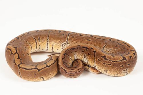 picture of Pinstripe Ball Python Male Sml                                                                       Python regius