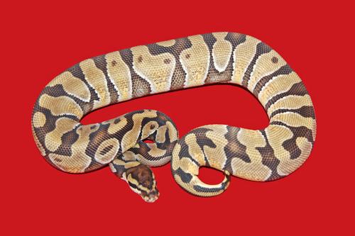 picture of Enchi Ball Python Male Sml                                                                           Python regius