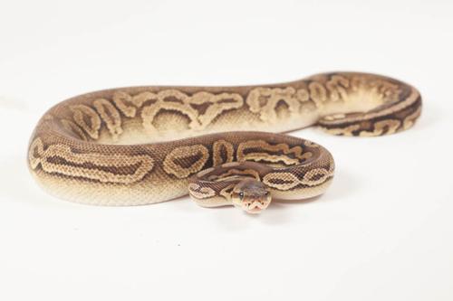 picture of Pewter Ball Python Female Sml                                                                        Python regius