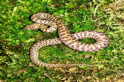 picture of Children's Python CBB Bby                                                                            Antaresia childreni