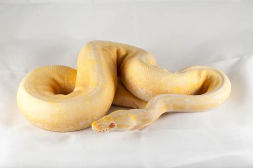 picture of Albino Spider Ball Python Male Sml                                                                   Python regius