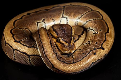 picture of Pinstripe Ball Python Sml                                                                            Python regius