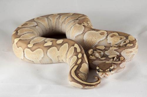 picture of Enchi Orange Ghost Ball Python Male Sml                                                              Python regius