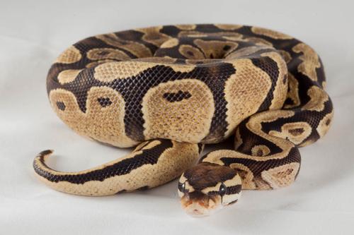 picture of Fire Ball Python Female Sml                                                                          Python regius