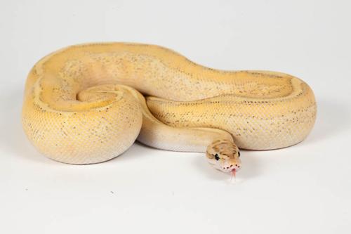 picture of Puma Ball Python Male Sml                                                                            Python regius