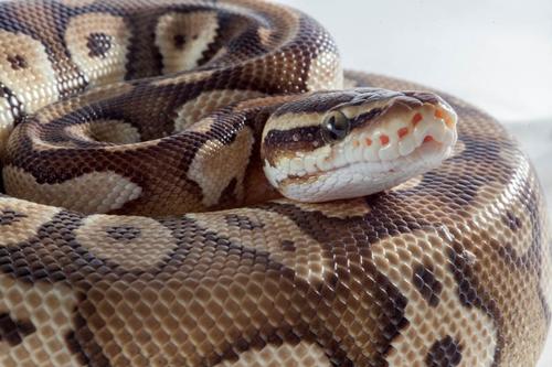 picture of Pastel Mojave Ball Python Sml                                                                        Python regius