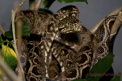 picture of Amazon Tree Boa Med                                                                                  Corallus hortulanus