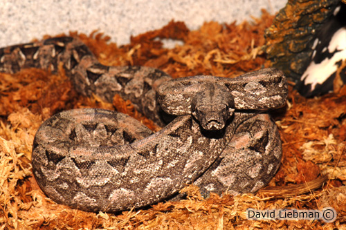 picture of Argentine Boa Sml                                                                                    Boa constrictor occidentalis