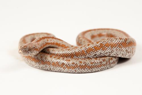 picture of Coastal Rosy Boa Med                                                                                 Lichanura trivirgata roseofusca