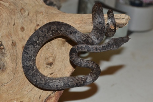 picture of Indonesian Tree Boa Med                                                                              Candoia carinata