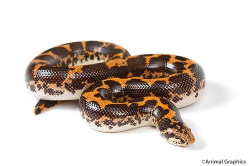 picture of Kenyan Sand Boa Sml                                                                                  Eryx colubrinus